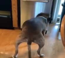 Adams also has a dog in his home.
